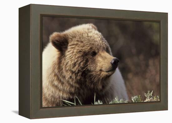 Grizzly Bear, Denali National Park, Alaska, USA-Gerry Reynolds-Framed Premier Image Canvas