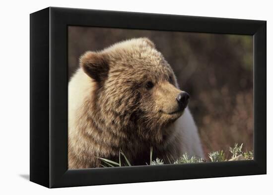 Grizzly Bear, Denali National Park, Alaska, USA-Gerry Reynolds-Framed Premier Image Canvas