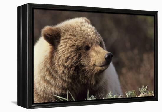 Grizzly Bear, Denali National Park, Alaska, USA-Gerry Reynolds-Framed Premier Image Canvas