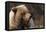 Grizzly Bear, Denali National Park, Alaska, USA-Gerry Reynolds-Framed Premier Image Canvas