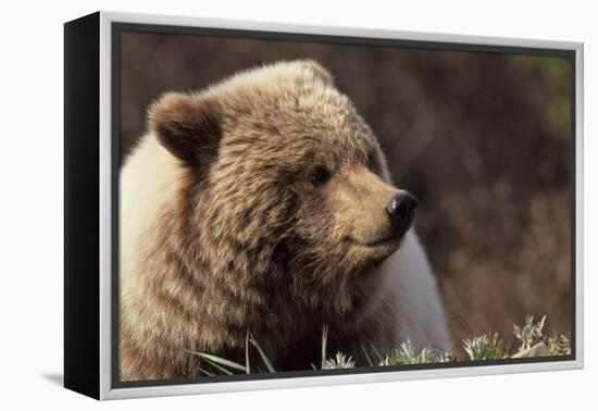 Grizzly Bear, Denali National Park, Alaska, USA-Gerry Reynolds-Framed Premier Image Canvas