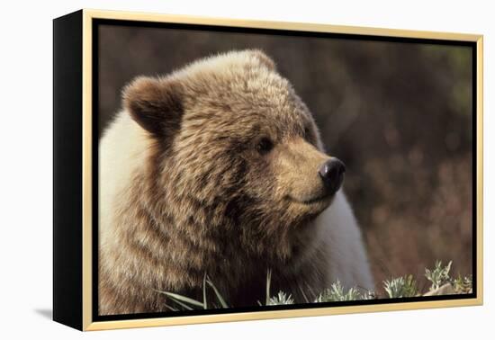 Grizzly Bear, Denali National Park, Alaska, USA-Gerry Reynolds-Framed Premier Image Canvas