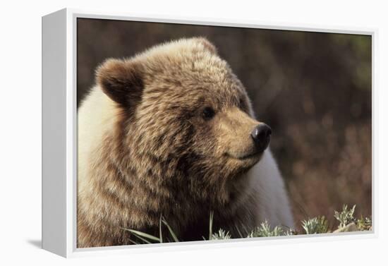 Grizzly Bear, Denali National Park, Alaska, USA-Gerry Reynolds-Framed Premier Image Canvas