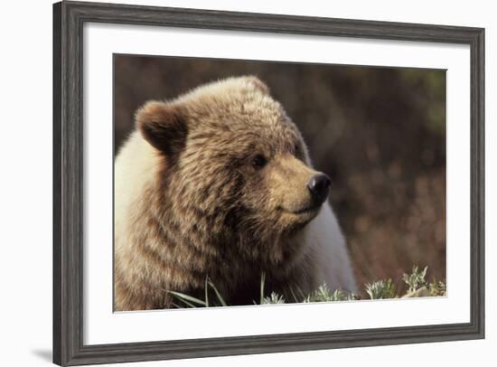 Grizzly Bear, Denali National Park, Alaska, USA-Gerry Reynolds-Framed Photographic Print