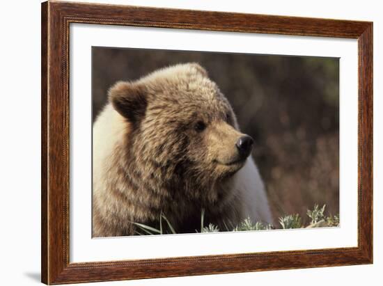 Grizzly Bear, Denali National Park, Alaska, USA-Gerry Reynolds-Framed Photographic Print