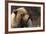 Grizzly Bear, Denali National Park, Alaska, USA-Gerry Reynolds-Framed Photographic Print