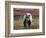 Grizzly Bear, Denali National Park, Alaska, USA-Hugh Rose-Framed Photographic Print