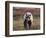 Grizzly Bear, Denali National Park, Alaska, USA-Hugh Rose-Framed Photographic Print