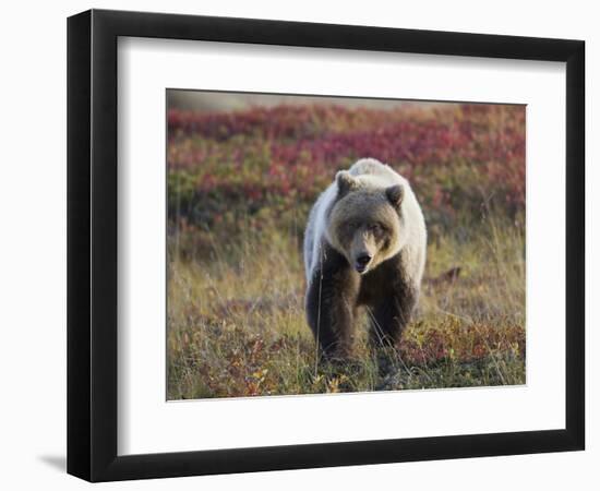 Grizzly Bear, Denali National Park, Alaska, USA-Hugh Rose-Framed Photographic Print