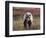 Grizzly Bear, Denali National Park, Alaska, USA-Hugh Rose-Framed Photographic Print