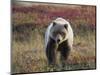 Grizzly Bear, Denali National Park, Alaska, USA-Hugh Rose-Mounted Photographic Print