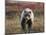 Grizzly Bear, Denali National Park, Alaska, USA-Hugh Rose-Mounted Photographic Print