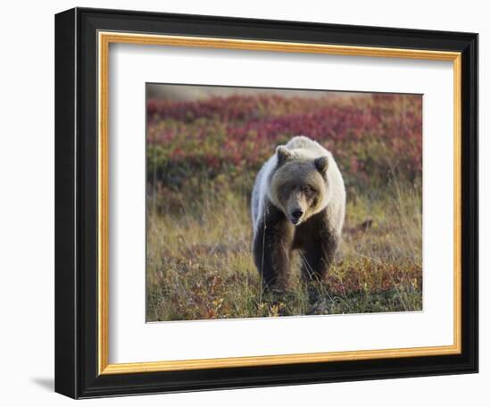 Grizzly Bear, Denali National Park, Alaska, USA-Hugh Rose-Framed Photographic Print