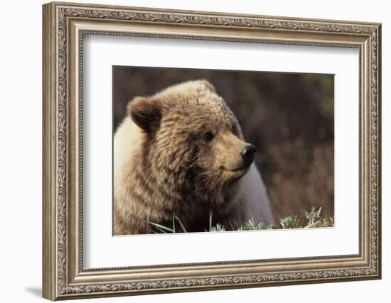 Grizzly Bear, Denali National Park, Alaska, USA-Gerry Reynolds-Framed Photographic Print