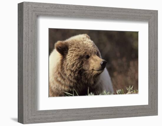 Grizzly Bear, Denali National Park, Alaska, USA-Gerry Reynolds-Framed Photographic Print