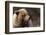 Grizzly Bear, Denali National Park, Alaska, USA-Gerry Reynolds-Framed Photographic Print