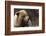 Grizzly Bear, Denali National Park, Alaska, USA-Gerry Reynolds-Framed Photographic Print