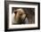 Grizzly Bear, Denali National Park, Alaska, USA-Gerry Reynolds-Framed Photographic Print