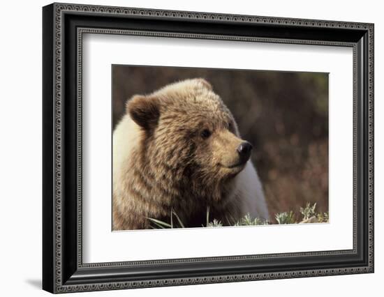 Grizzly Bear, Denali National Park, Alaska, USA-Gerry Reynolds-Framed Photographic Print