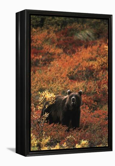 Grizzly Bear, Denali National Park and Preserve, Alaska, USA-Hugh Rose-Framed Premier Image Canvas