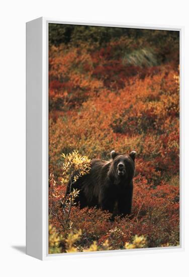 Grizzly Bear, Denali National Park and Preserve, Alaska, USA-Hugh Rose-Framed Premier Image Canvas