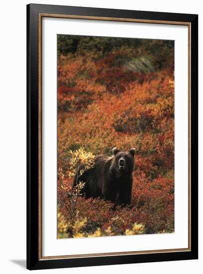 Grizzly Bear, Denali National Park and Preserve, Alaska, USA-Hugh Rose-Framed Photographic Print