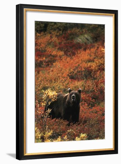 Grizzly Bear, Denali National Park and Preserve, Alaska, USA-Hugh Rose-Framed Photographic Print