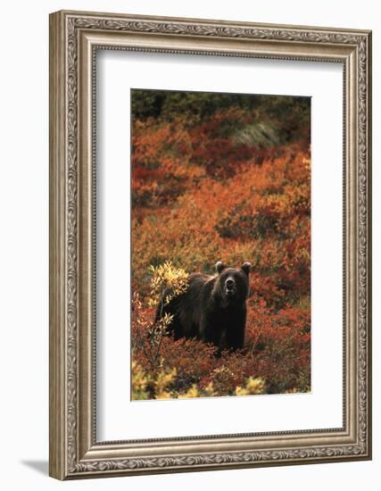 Grizzly Bear, Denali National Park and Preserve, Alaska, USA-Hugh Rose-Framed Photographic Print