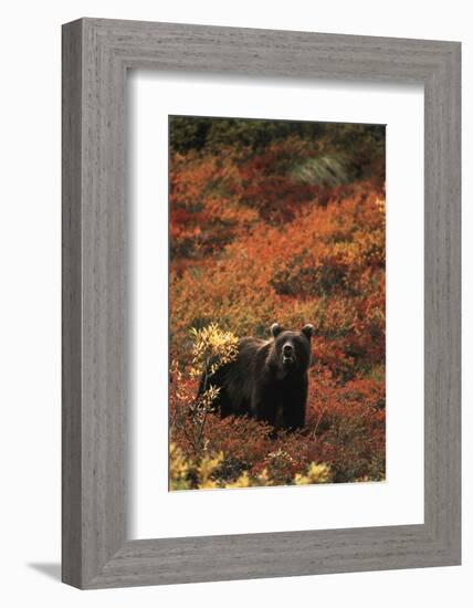 Grizzly Bear, Denali National Park and Preserve, Alaska, USA-Hugh Rose-Framed Photographic Print