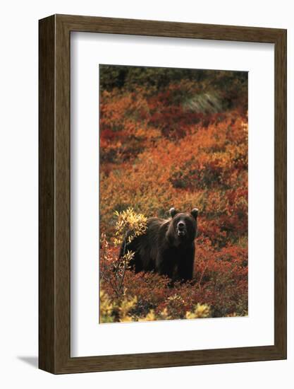 Grizzly Bear, Denali National Park and Preserve, Alaska, USA-Hugh Rose-Framed Photographic Print