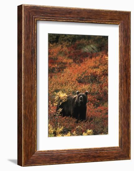 Grizzly Bear, Denali National Park and Preserve, Alaska, USA-Hugh Rose-Framed Photographic Print