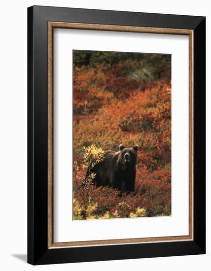 Grizzly Bear, Denali National Park and Preserve, Alaska, USA-Hugh Rose-Framed Photographic Print