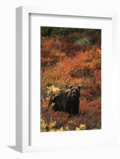 Grizzly Bear, Denali National Park and Preserve, Alaska, USA-Hugh Rose-Framed Photographic Print