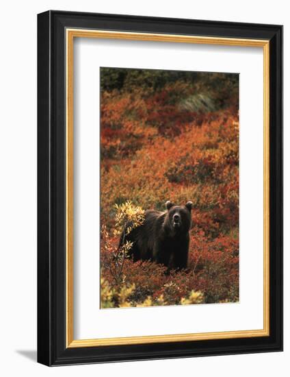 Grizzly Bear, Denali National Park and Preserve, Alaska, USA-Hugh Rose-Framed Photographic Print