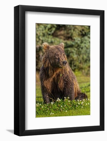 Grizzly bear eating clover, Lake Clark National Park and Preserve, Alaska-Adam Jones-Framed Photographic Print