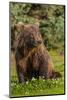 Grizzly bear eating clover, Lake Clark National Park and Preserve, Alaska-Adam Jones-Mounted Photographic Print