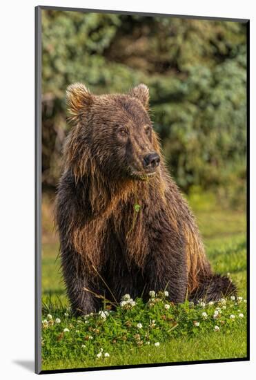 Grizzly bear eating clover, Lake Clark National Park and Preserve, Alaska-Adam Jones-Mounted Photographic Print