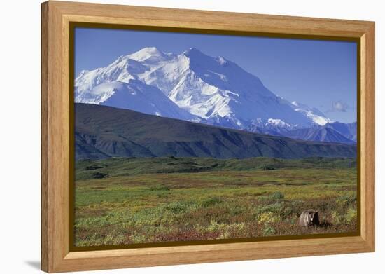 Grizzly Bear Feeding on Tundra Below Mt. Mckinley-Paul Souders-Framed Premier Image Canvas