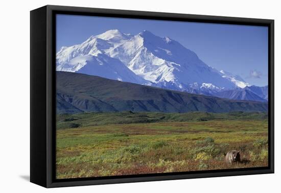 Grizzly Bear Feeding on Tundra Below Mt. Mckinley-Paul Souders-Framed Premier Image Canvas