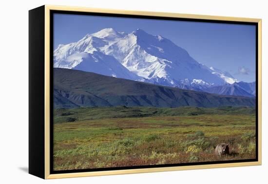 Grizzly Bear Feeding on Tundra Below Mt. Mckinley-Paul Souders-Framed Premier Image Canvas