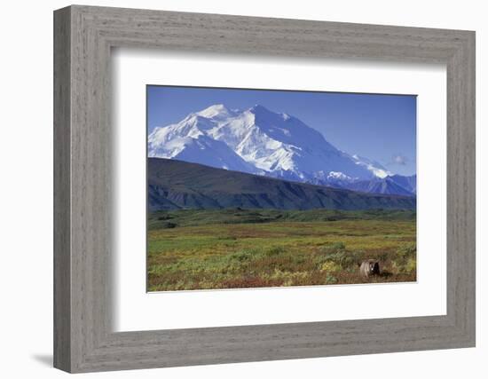 Grizzly Bear Feeding on Tundra Below Mt. Mckinley-Paul Souders-Framed Photographic Print