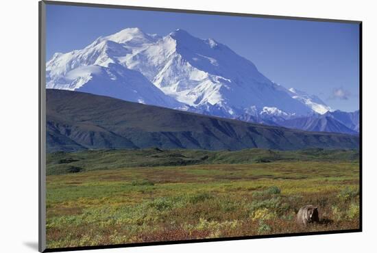 Grizzly Bear Feeding on Tundra Below Mt. Mckinley-Paul Souders-Mounted Photographic Print