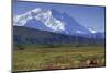 Grizzly Bear Feeding on Tundra Below Mt. Mckinley-Paul Souders-Mounted Photographic Print