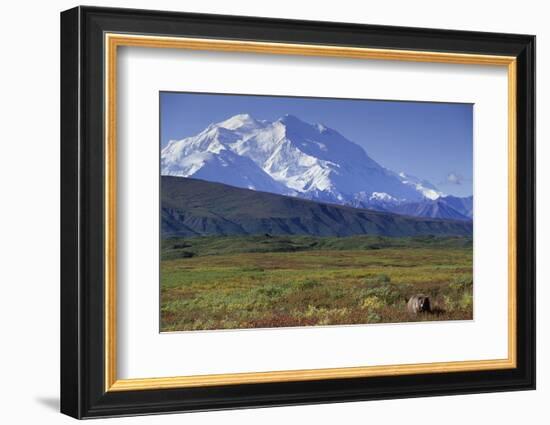 Grizzly Bear Feeding on Tundra Below Mt. Mckinley-Paul Souders-Framed Photographic Print