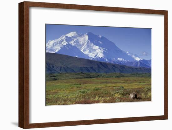 Grizzly Bear Feeding on Tundra Below Mt. Mckinley-Paul Souders-Framed Photographic Print