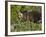 Grizzly Bear, Glacier National Park, Montana, USA-James Hager-Framed Photographic Print