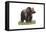 Grizzly Bear - Icon-Lantern Press-Framed Stretched Canvas