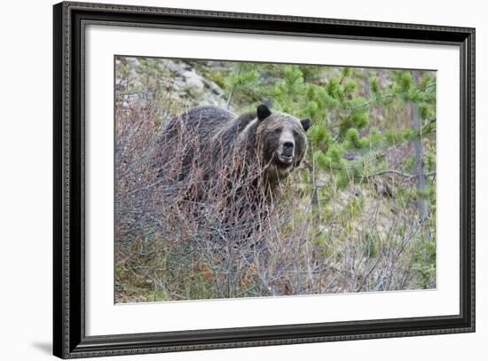 Grizzly Bear in Autumn-Ken Archer-Framed Photographic Print