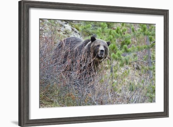 Grizzly Bear in Autumn-Ken Archer-Framed Photographic Print