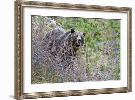 Grizzly Bear in Autumn-Ken Archer-Framed Photographic Print